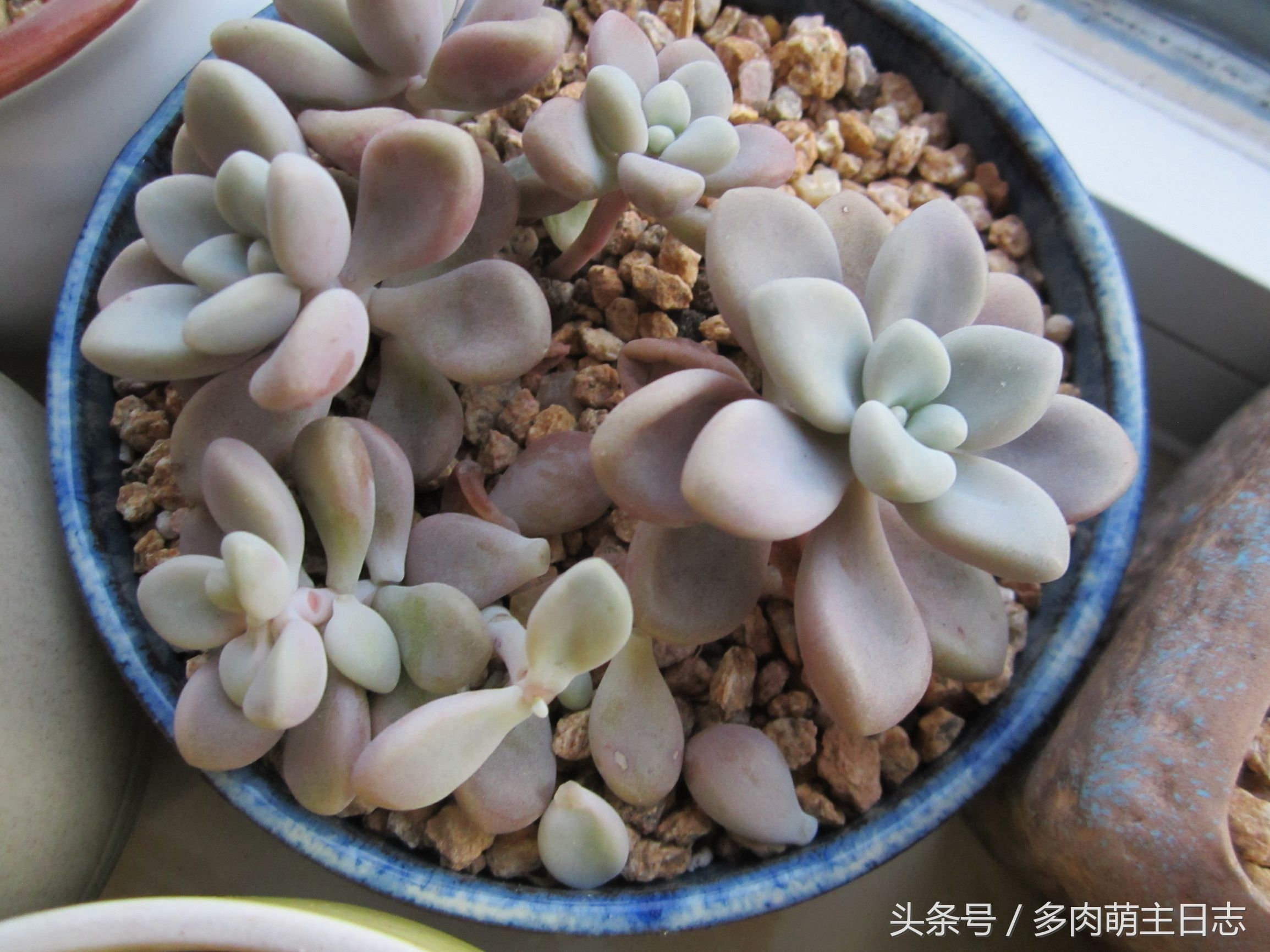 一个半月没回家多肉会怎样,出了趟远门就带了多肉回来