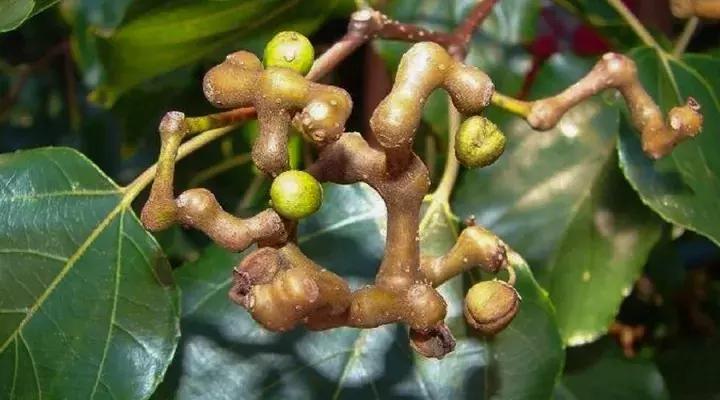 骨骼清奇怎么样,骨骼清奇的东西