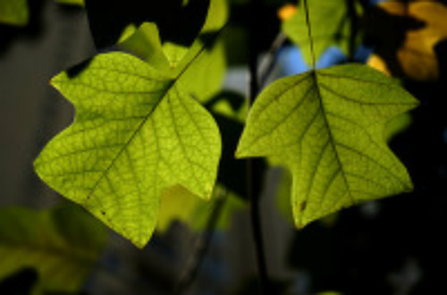 时光如梭岁月如流且行且珍惜自己,流年似水岁月如梭珍惜当下