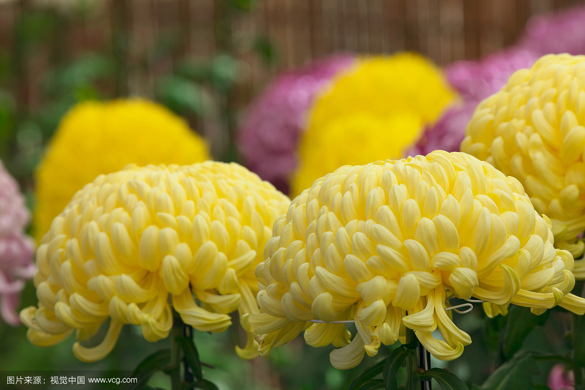 保护眼睛需要吃什么维生素和食品,保护眼睛的食物图片大全