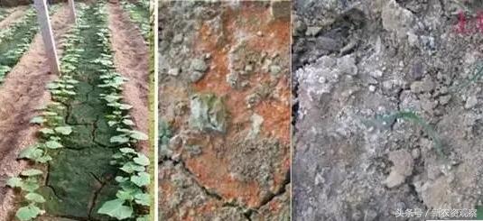 土壤盐害的表现有哪些特点,土壤盐害的危害