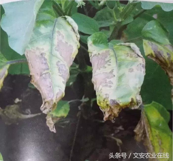 茄子的种植和管理及病虫害的防治,茄子蚜虫