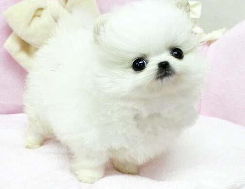 博美犬洗澡应注意什么,买博美犬要注意什么事项