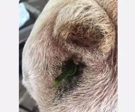 狗狗便秘不吃饭怎么回事,狗狗便秘不吃饭怎么办