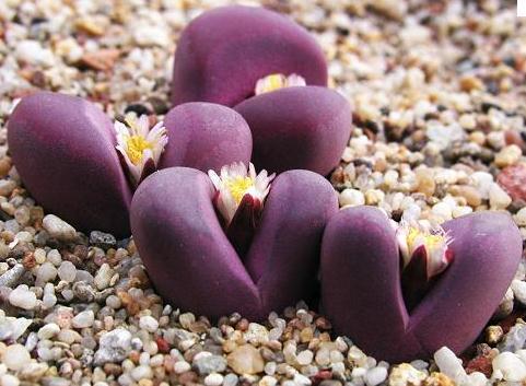 生石花怎么养才会开花快一点,多肉生石花介绍怎么养护会开花