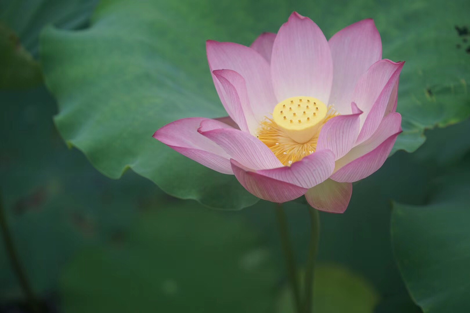 这是，浙师！双龙学者王辉教授眼中的师大，美不胜收！