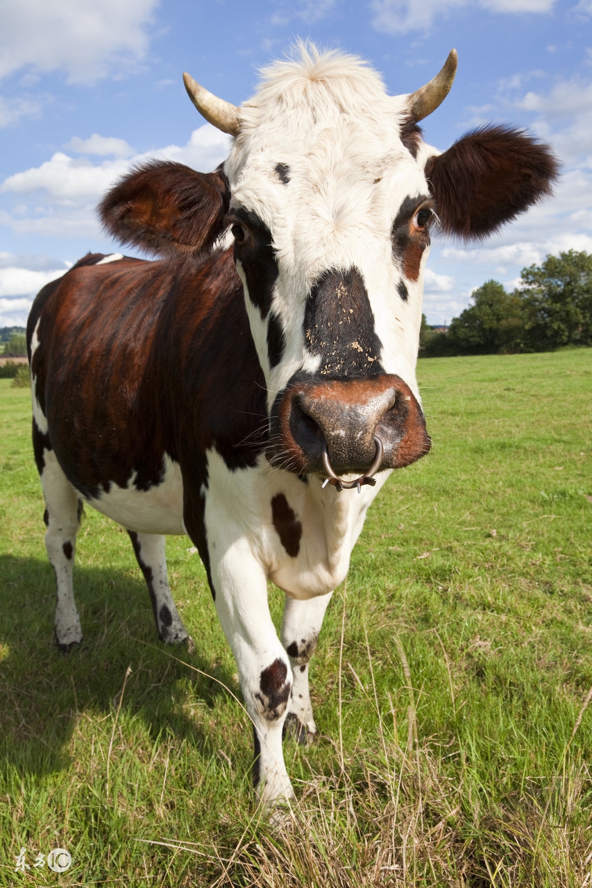 奶牛子宫脱出容易破裂吗,母牛产道脱出治疗方法