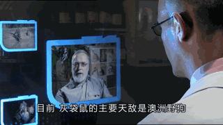 澳大利亚吉祥物袋鼠,澳大利亚的袋鼠伤人事件