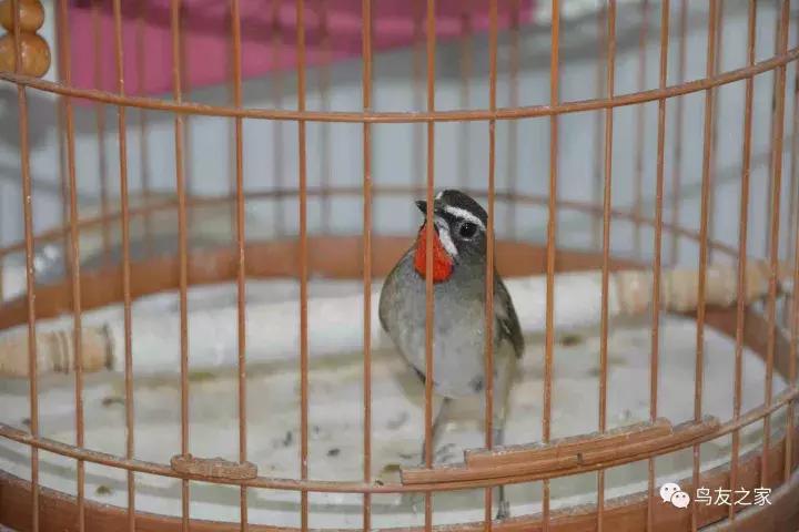 蓝点颏冬季,靛颏冬季饲养管理