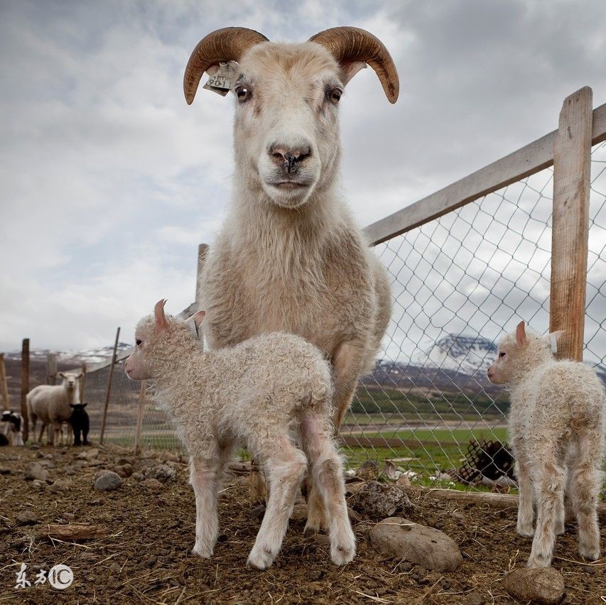 羊产后胎衣不下，病因，及治疗措施！关键时刻能救下两只羊的命！