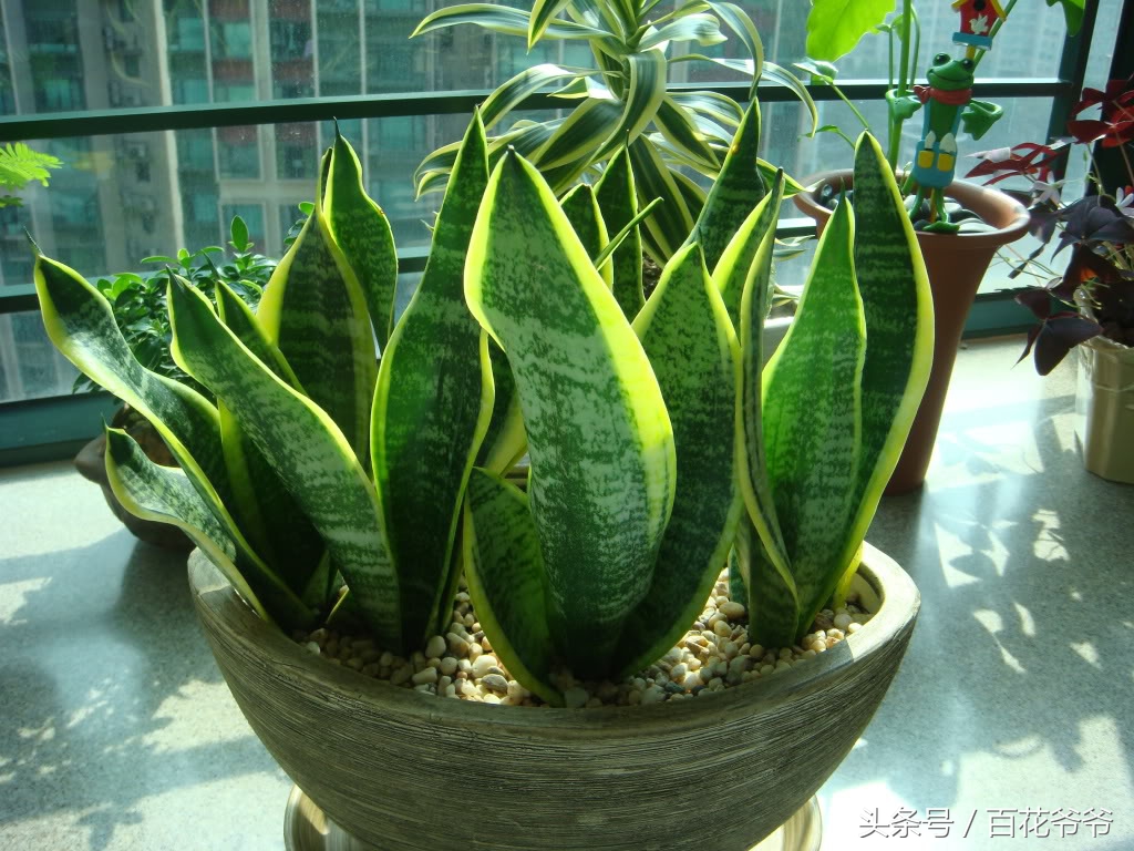 吸甲醛的盆栽植物排行榜,盆栽去甲醛最好的植物