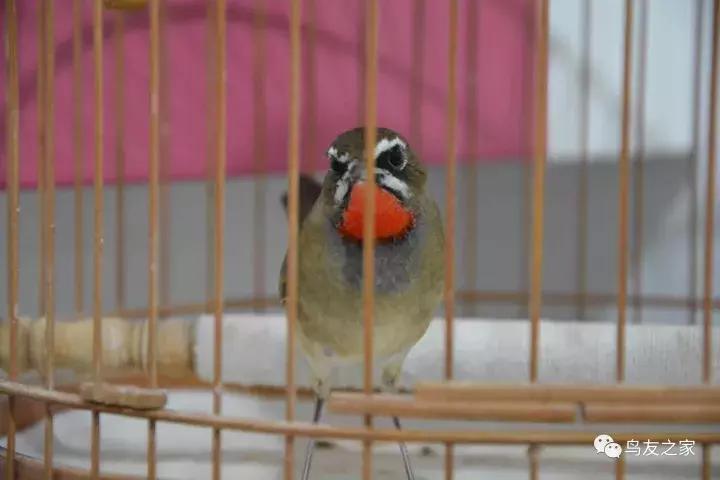 闲聊养鱼技巧大全,闲聊冬季野钓