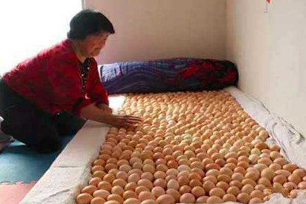 家里面没有火炕如何孵小鸡,火炕孵小鸡的技术与方法