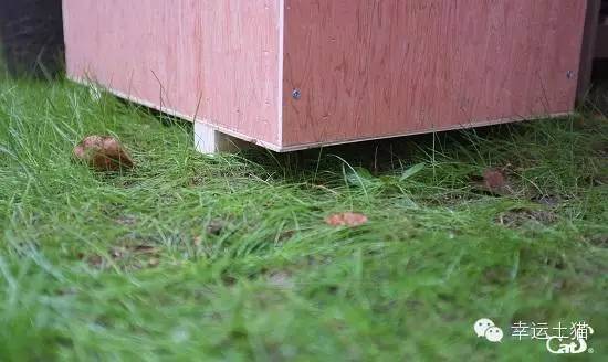 2017温暖继续！感谢CATS慈善基金连续五年为流浪猫提供温暖冬屋！