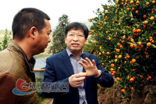 南丰蜜桔柑橘,柑桔专家