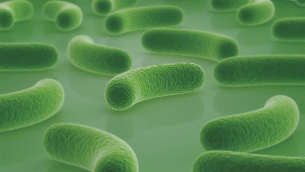 人体的益生菌有哪些作用,奶粉中的益生菌越多越好吗