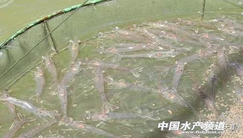 对虾养殖需要注意哪些,关于对虾养殖控藻的几个要点