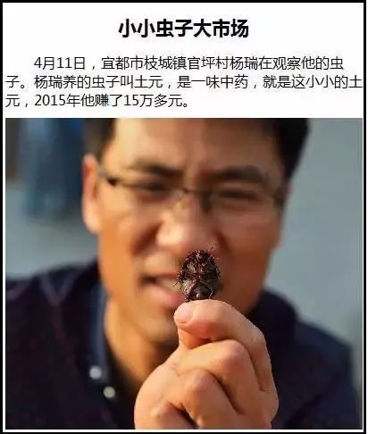 农村这种野货一斤能卖4000元,300元一斤农村常见的东西每家都有