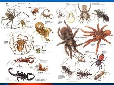 螃蟹真的很贵吗,螃蟹很多但是为什么这么贵