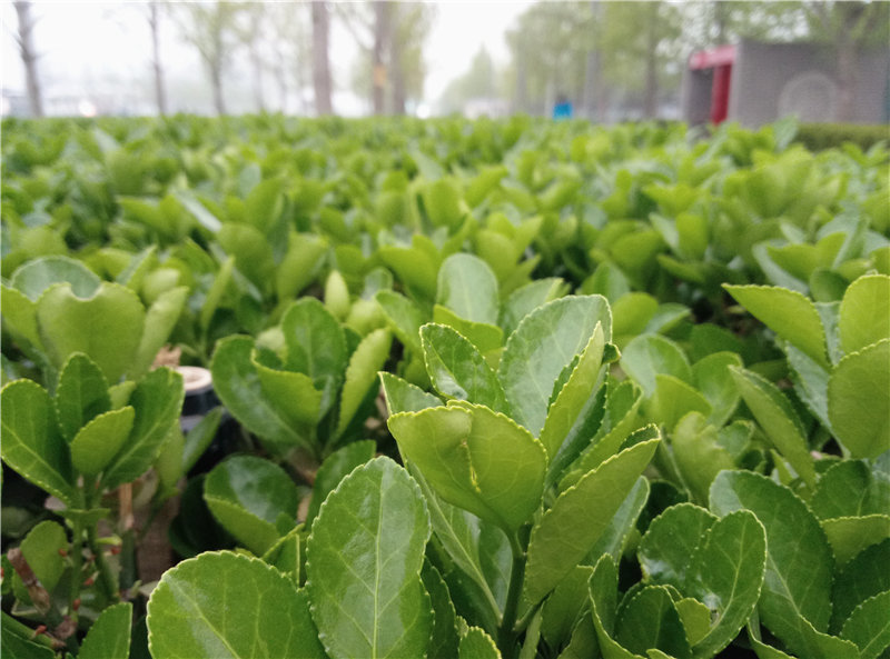 魅蓝note799,799元魅蓝手机