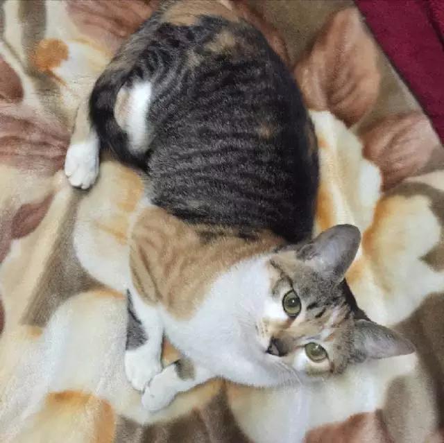 上海领养代替购买,上海领养孩子有补贴吗