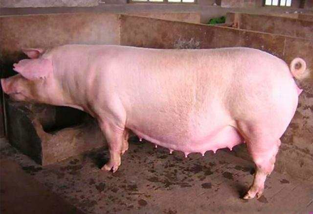 母猪产死胎会不会对下一胎有影响,母猪产死胎有黑的白的怎么回事