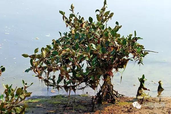 文人树盆景美不胜收,中国神奇的十大盆景