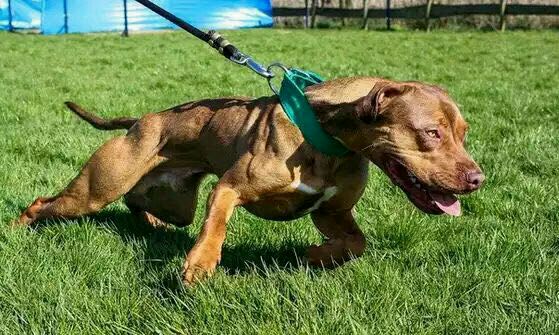 如何正确预防被恶犬攻击,被猛犬攻击的10个方法