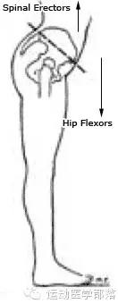 骨盆前移前倾后倾,骨盆前倾与后倾的区别瑜伽视频