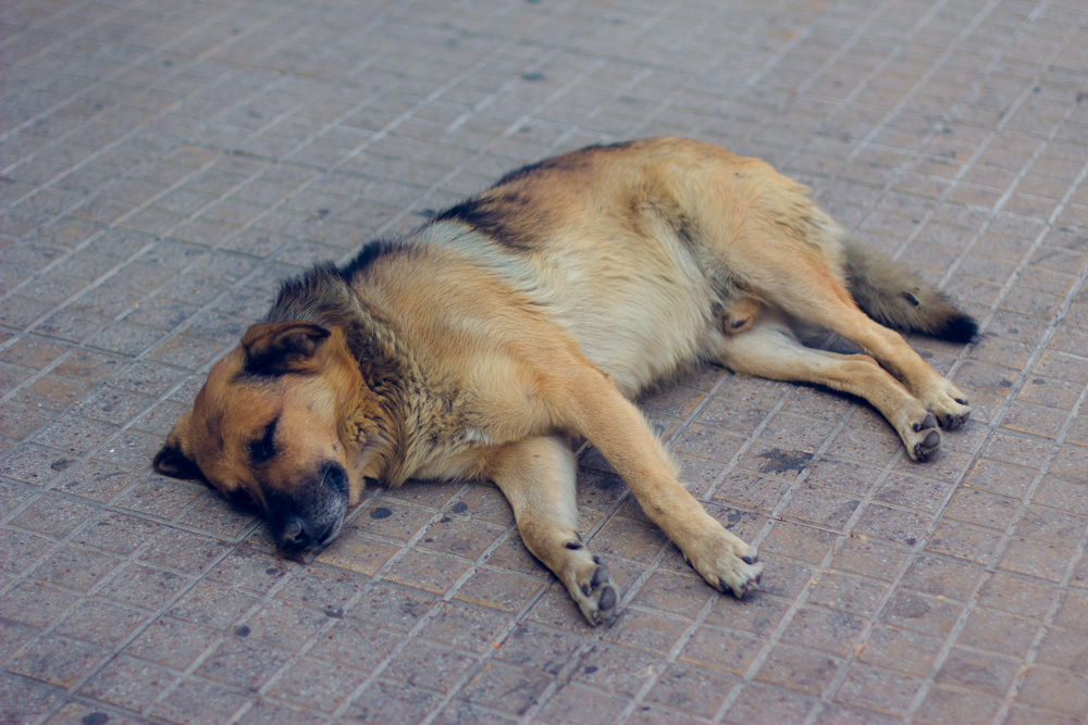 智利|尼玛君的一天