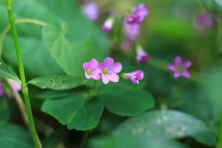 春光无限好来田里干活,春光大好芦苇林里抓笋子