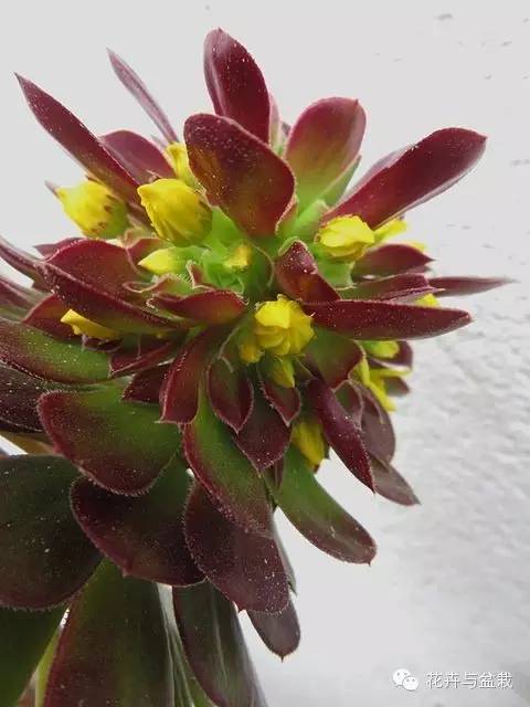 黑法师开花后怎么处理,黑法师花怎么养