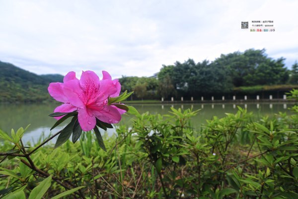 有一种春天叫牡丹花开,有一种春天叫花开艳丽