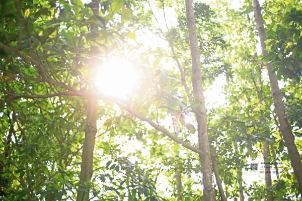 有一种春天叫牡丹花开,有一种春天叫花开艳丽