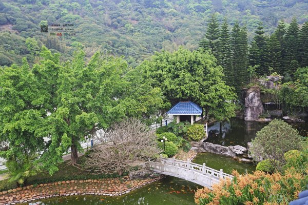 有一种春天叫牡丹花开,有一种春天叫花开艳丽