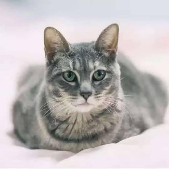 上海领养代替购买,上海领养孩子有补贴吗