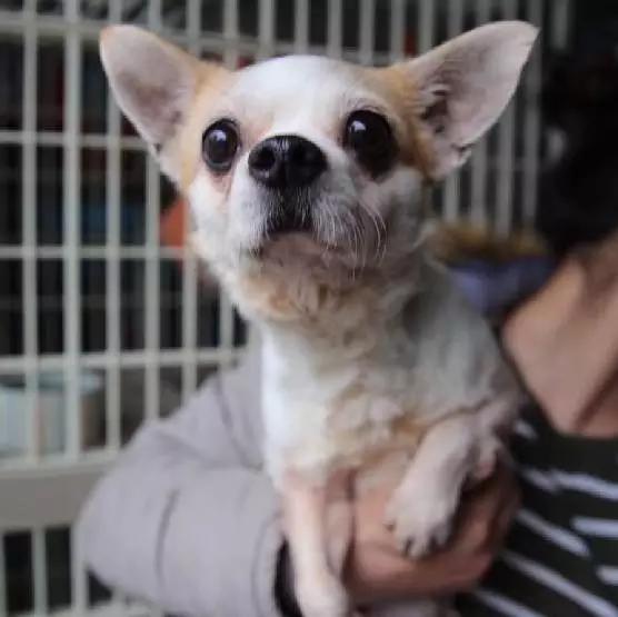 上海领养代替购买,上海领养孩子有补贴吗