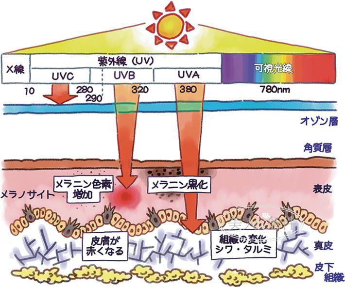 光老化基础知识,防晒预防皮肤光老化重要方法