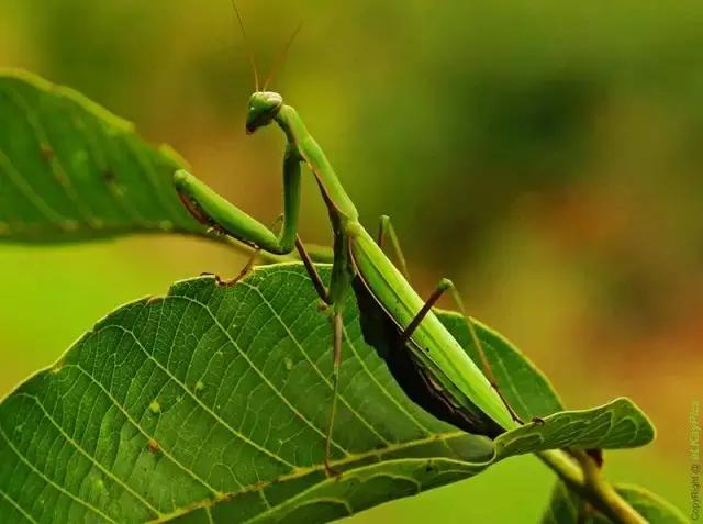 哪些昆虫有三对足两对翅一对触角,什么昆虫是三对足两对翅一对触角