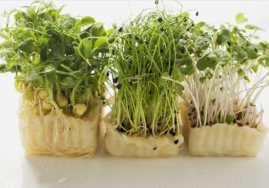 最全的芽苗菜种植技术省钱又生态,芽苗菜在家大量种植