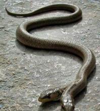 两头蛇vs双头蛇,真实的双头蛇和五头蛇