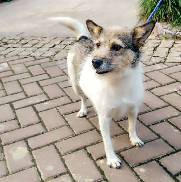 上海领养代替购买,上海领养孩子有补贴吗