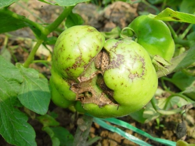 种植的番茄畸形果多缺什么元素,番茄果长畸形什么原因