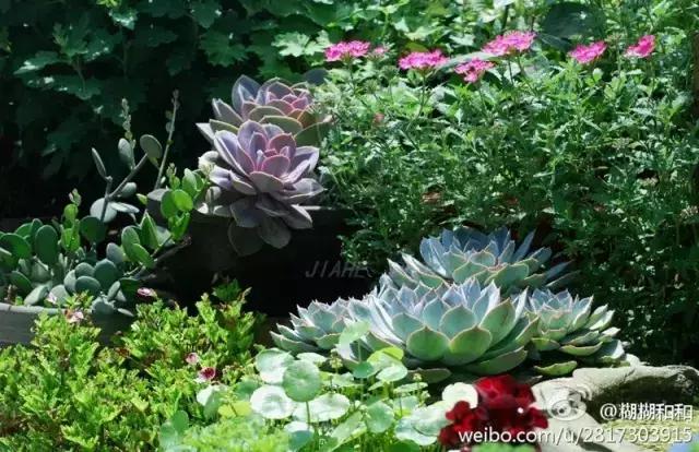 春田花花好物分享,春田花花创作的原创