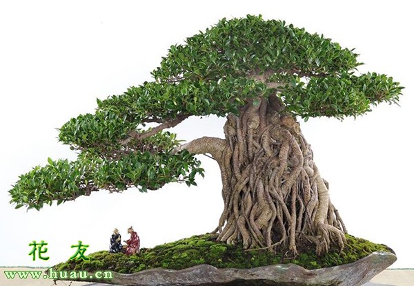 榕树怎么修剪,榕树用大盆还是小盆好