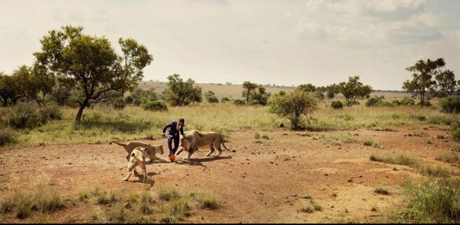男子与三头狮子踢足球，名义上是保护动物，而真实原因竟是这！