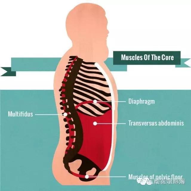 骨盆前移前倾后倾,骨盆前倾与后倾的区别瑜伽视频