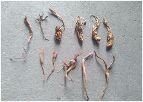 蝉花：虫草菌与幼蝉相爱了，能否“爬”到民族健康的前端？