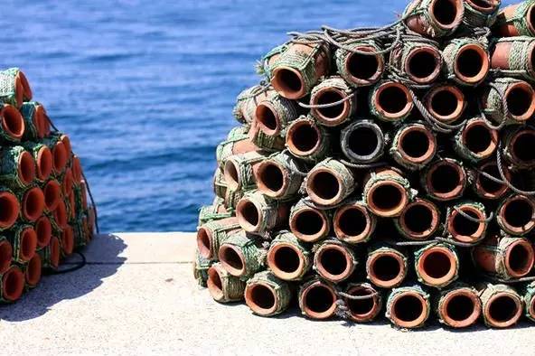 八爪鱼神秘吃法,八爪鱼特异功能