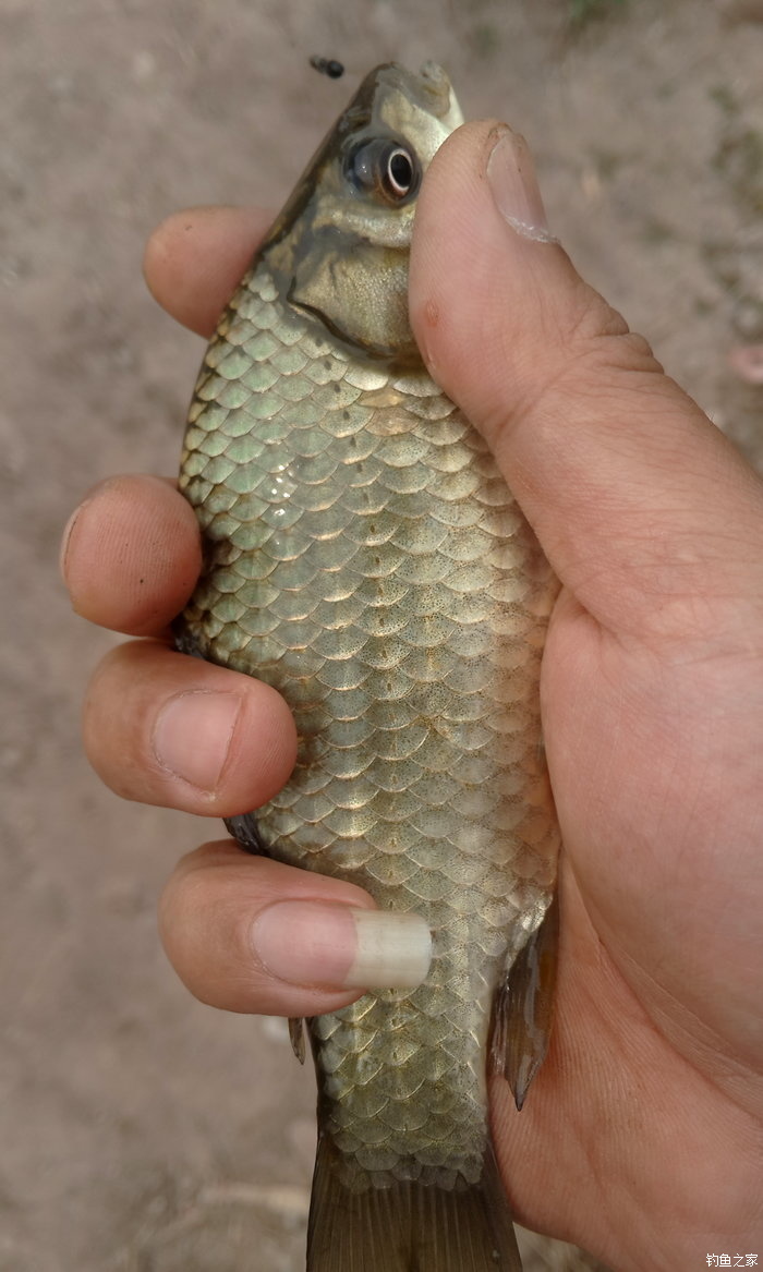 八一水库钓草鱼,八一水库钓青稍